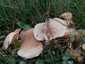Márványos pereszke (Lepista panaeolus), Budai-hegység